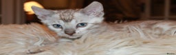 Bengal cats for sale: Last snow boy READY NOW  - Advert 1