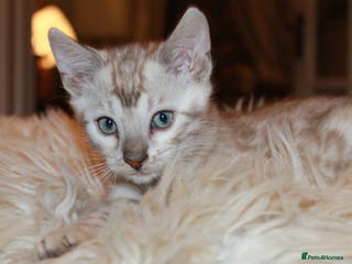 Bengal cats Last snow boy READY NOW - Advert 7