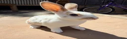 Rex rabbits for sale: 2 x mini Rex bucks looking for forever home  - Advert 4