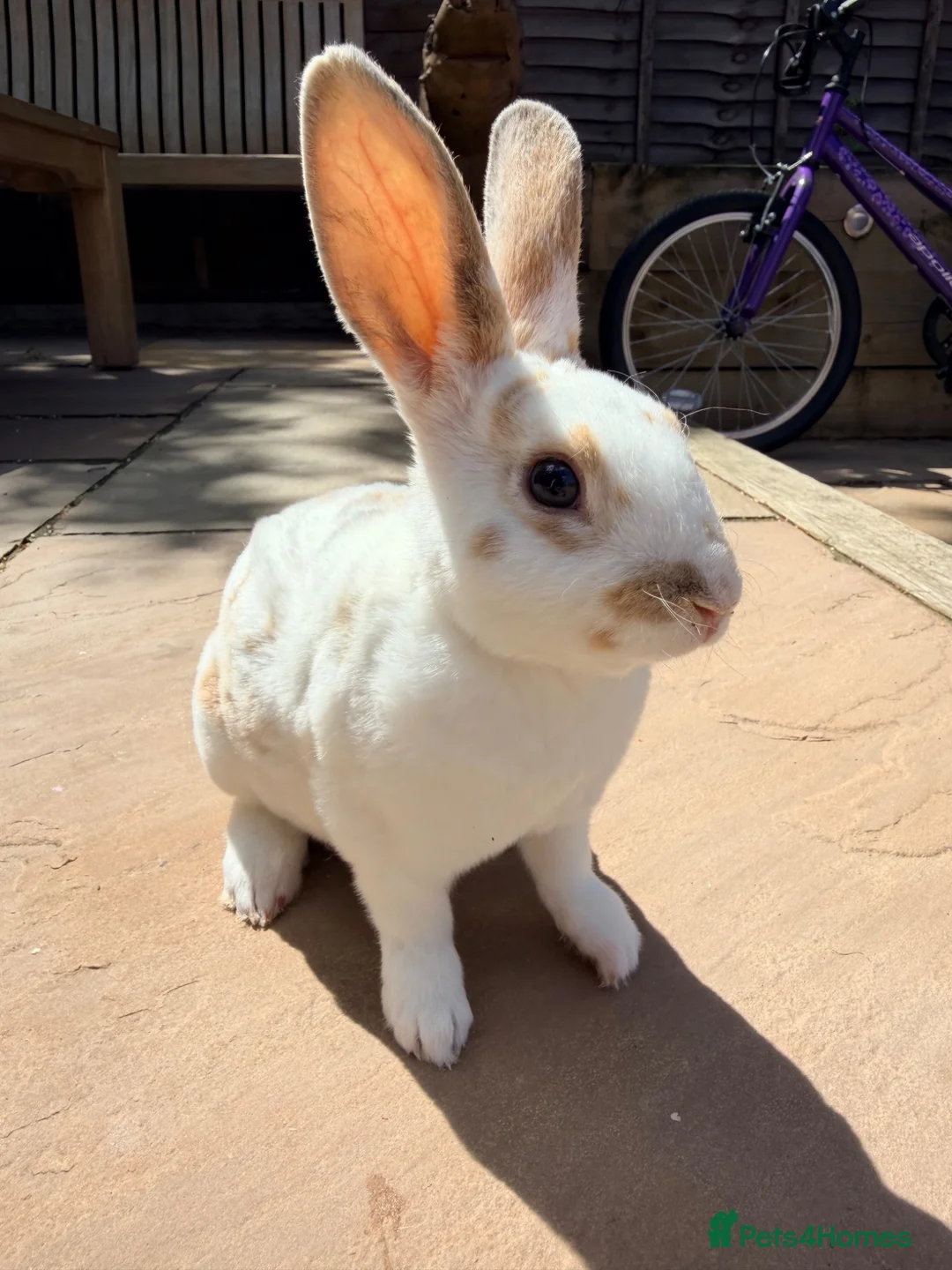 Rex rabbits for sale: 2 x mini Rex bucks looking for forever home  - Advert 4