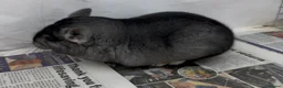 Chinchilla rodents for sale: Sophie, beautiful chunky Standard girl. Super tame - Advert 4