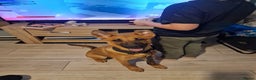 Belgian Shepherd Dog dogs for sale: Snyper - Belgian Malinois - 7 Months - Advert 1
