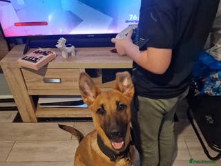 Belgian Shepherd Dog dogs Snyper - Belgian Malinois - 7 Months - Advert 4