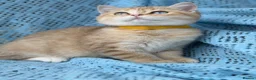 British Shorthair cats for sale: British shorthair adorable golden kittens  - Advert 9