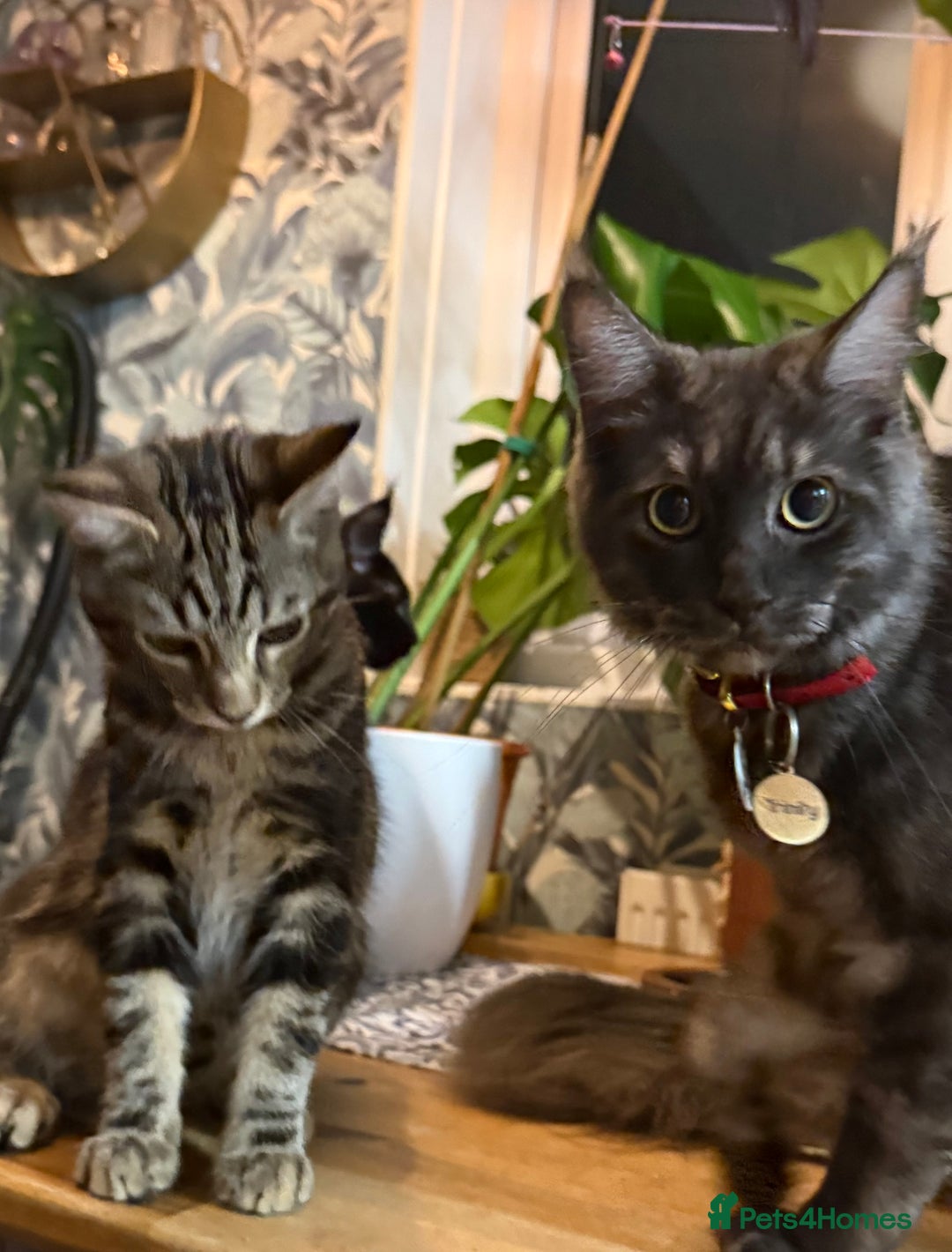 Maine Coon cats for sale: Maine Coone X Bengal - Advert 1