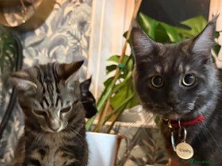 Maine Coon cats Maine Coone X Bengal - Advert 1