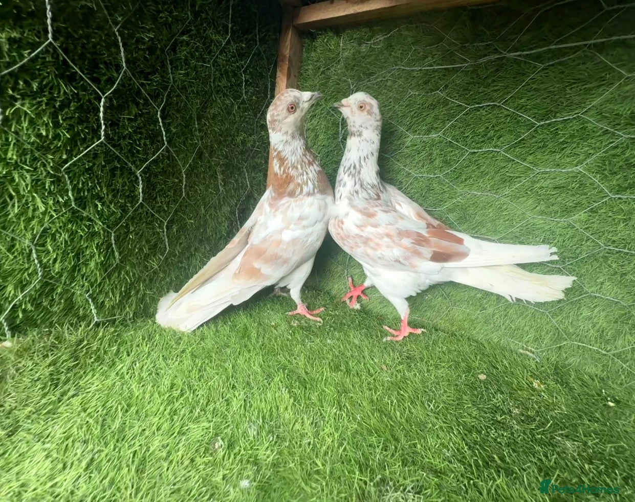 Pigeons birds Rampuri Highflyers & Iranian Pigeons for Sale - Advert 1