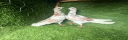 Pigeons birds for sale: Vaccinated Pakistani Pigeons – 20 Pairs - Advert 2