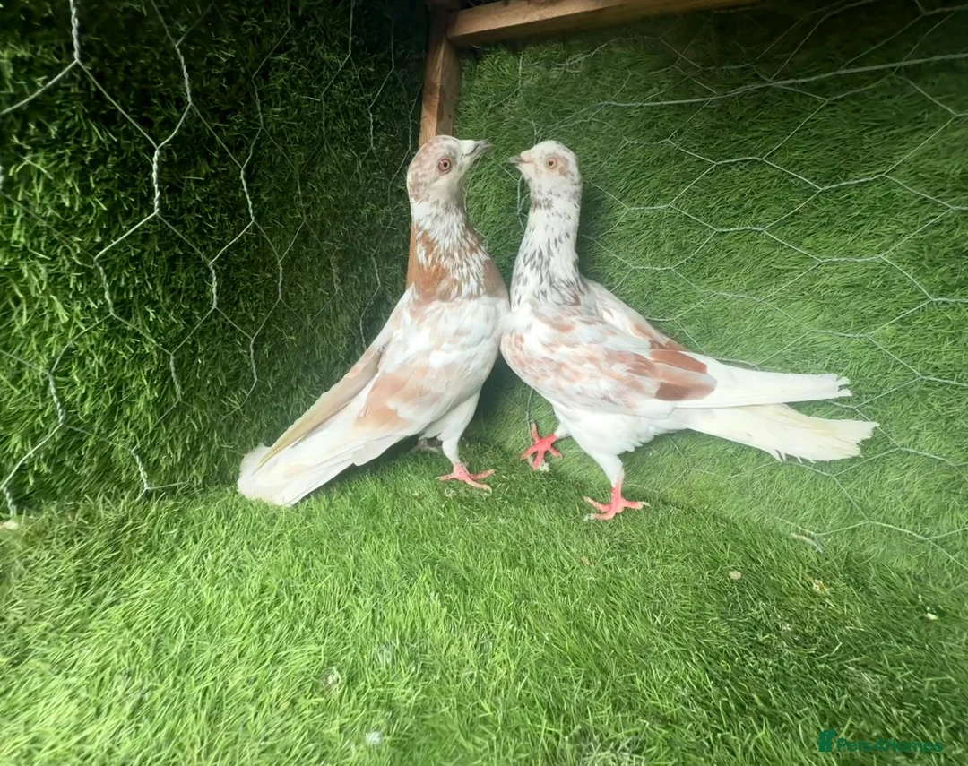 Pigeons birds for sale: Vaccinated Pakistani Pigeons – 20 Pairs - Advert 2