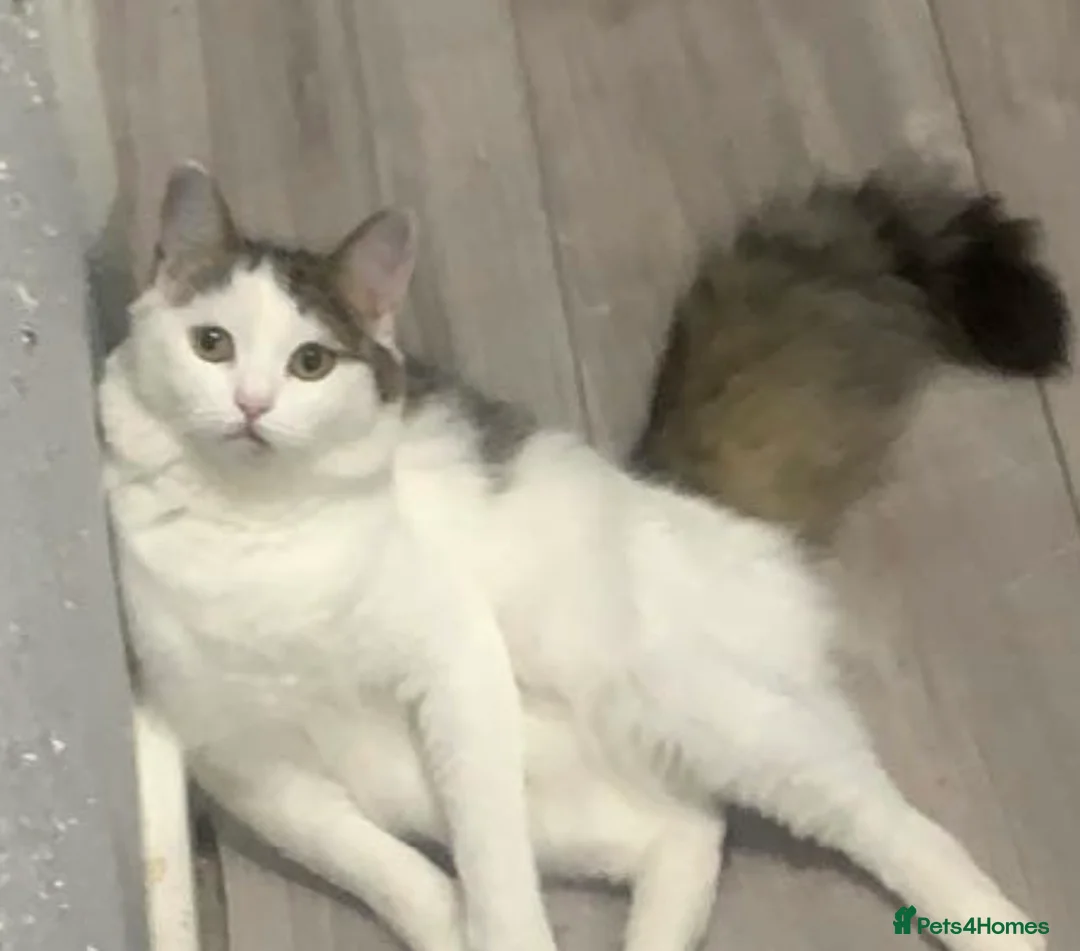 Mixed Breed cats for sale: British shorthair mix in London - Advert 4