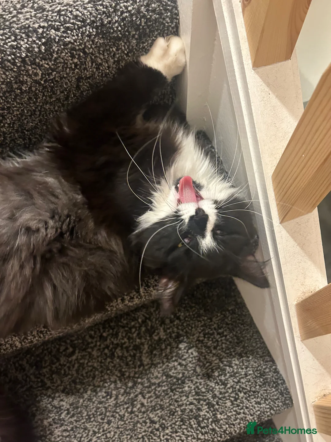 British Longhair cats for sale: Mother and son to be rehomed TOGETHER in Wirral - Advert 2