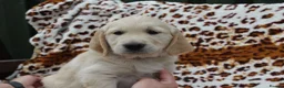 Golden Retriever dogs for sale: READY TO LEAVE Litter of Golden Retriever puppies - Advert 34