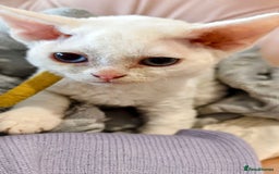 Devon Rex cats for sale: Ready to go home Devon Rex kittens in London.  - Advert 3