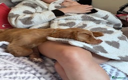 Cockapoo dogs for sale: 1 year Male cockapoo needing loving home  - Image 6