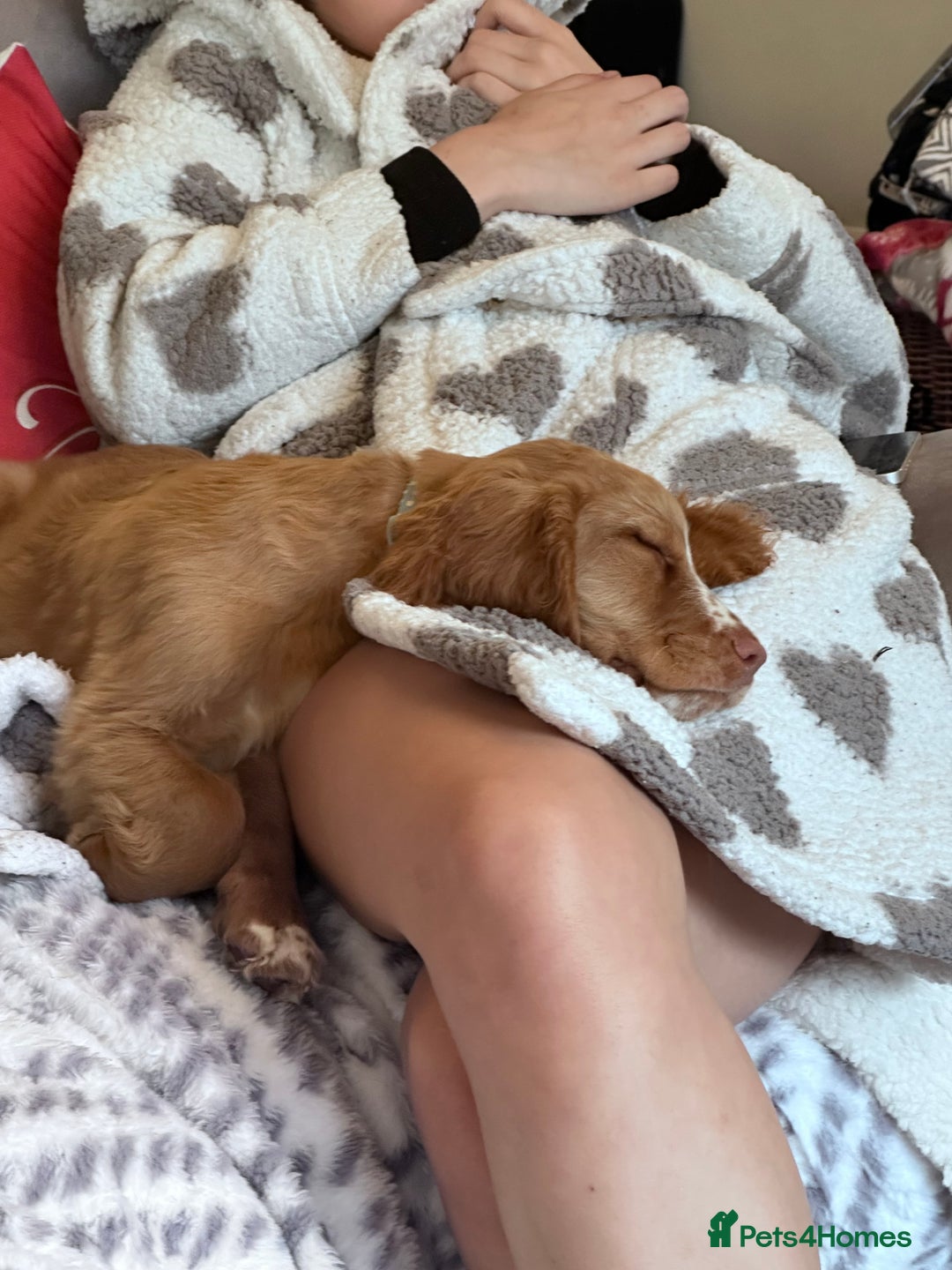 Cockapoo dogs for sale: 1 year Male cockapoo needing loving home  - Image 6