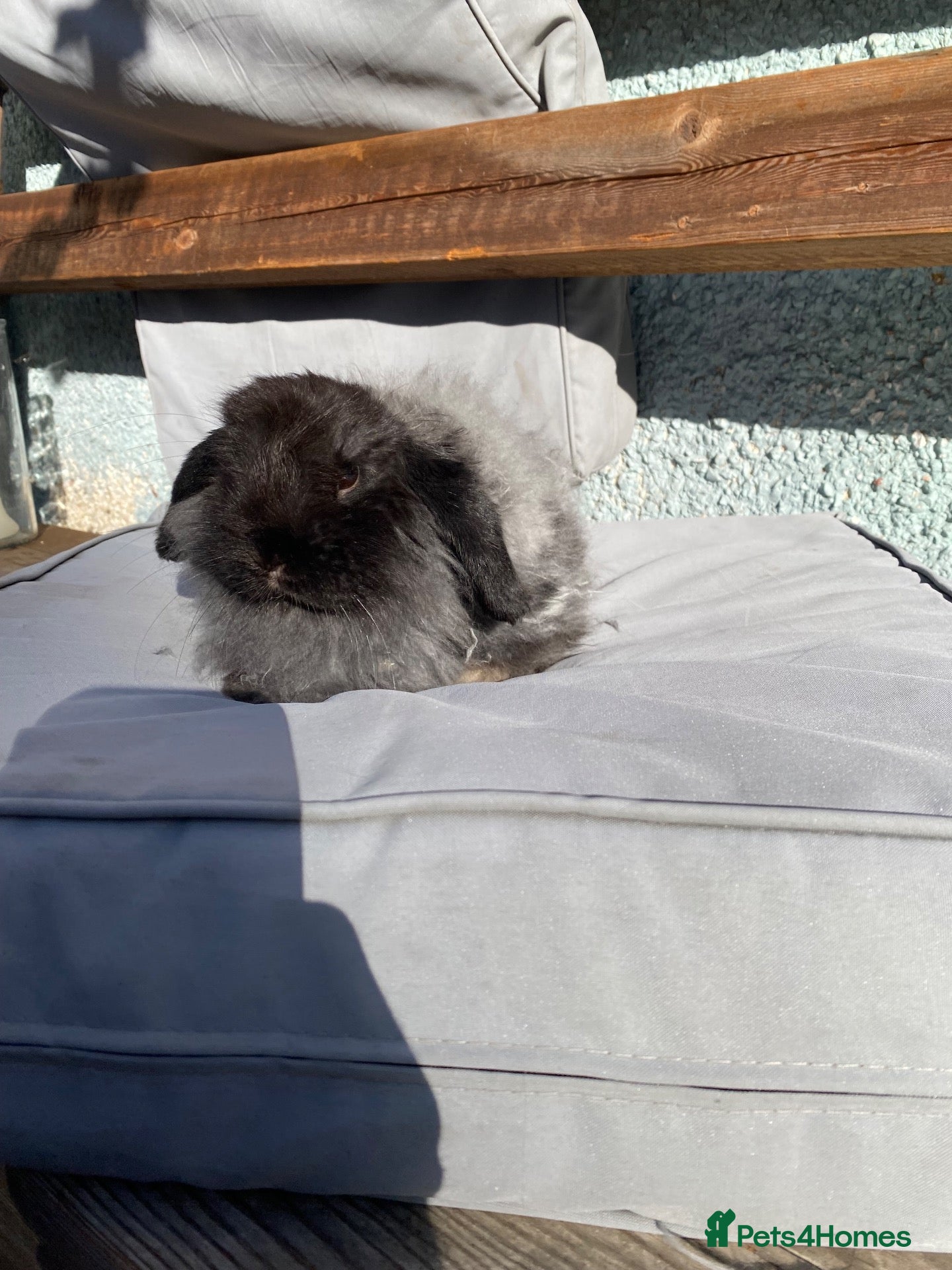 Mini Lop rabbits super friendly gorgeous mini lops - Advert 1