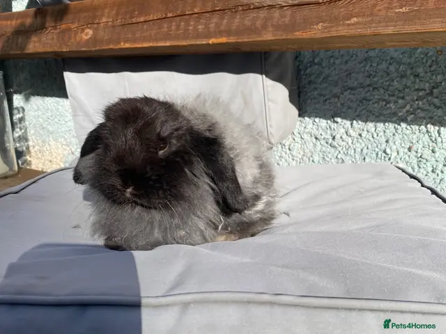 Mini Lop rabbits for sale: super friendly gorgeous mini lops - Advert 1