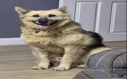 Mixed Breed dogs for adoption: GUS - The gentleman - Image 2