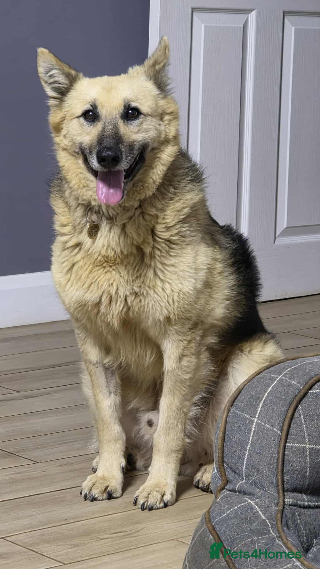 Mixed Breed dogs for adoption: GUS - The gentleman - Image 2