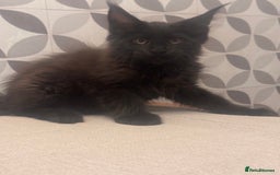 Maine Coon cats for sale: TICA registered purebred Maine Coon kittens - Image 12