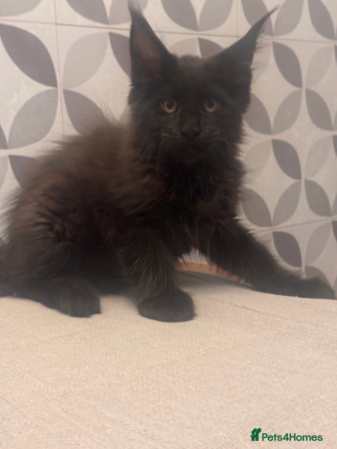 Maine Coon cats for sale: TICA registered purebred Maine Coon kittens - Image 12