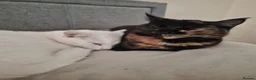Mixed Breed cats for sale: Molly  - Advert 5