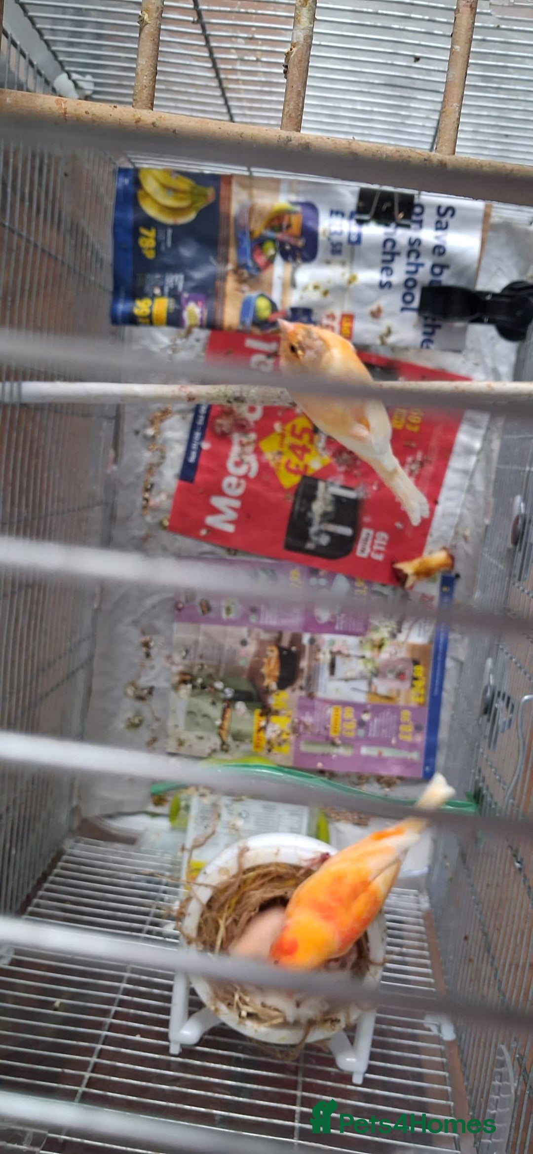 Canaries birds for sale: Canaries breeding pair with babies  - Advert 12