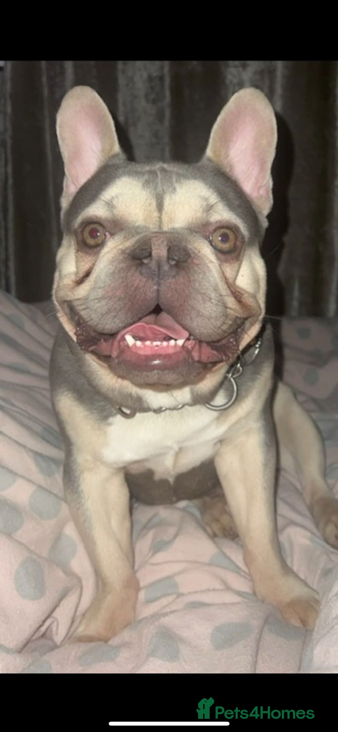 French Bulldog dogs for stud: French bulldog for stud  - Advert 3