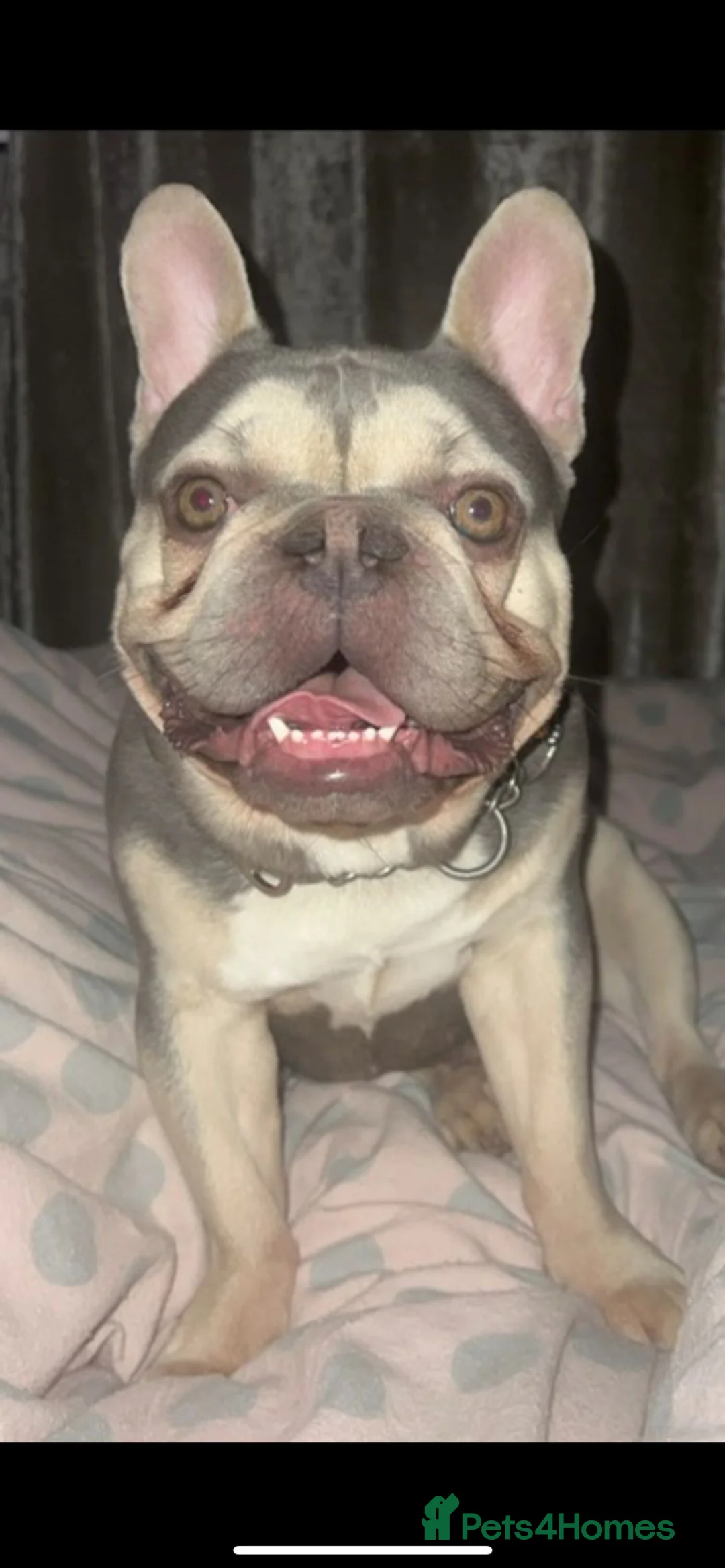 French Bulldog dogs for stud: French bulldog for stud  - Advert 3