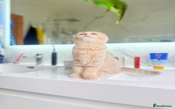 Scottish Fold cats for sale: Full pedigree Scottish fold in Croydon - Image 16