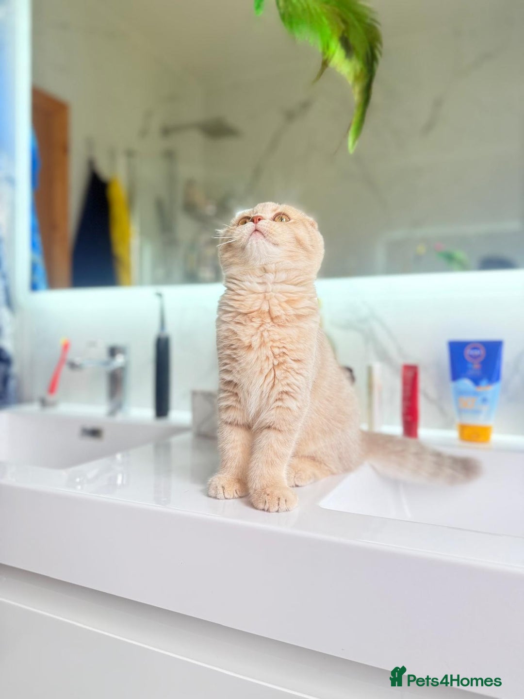 Scottish Fold cats for sale: Full pedigree Scottish fold in Croydon - Image 16