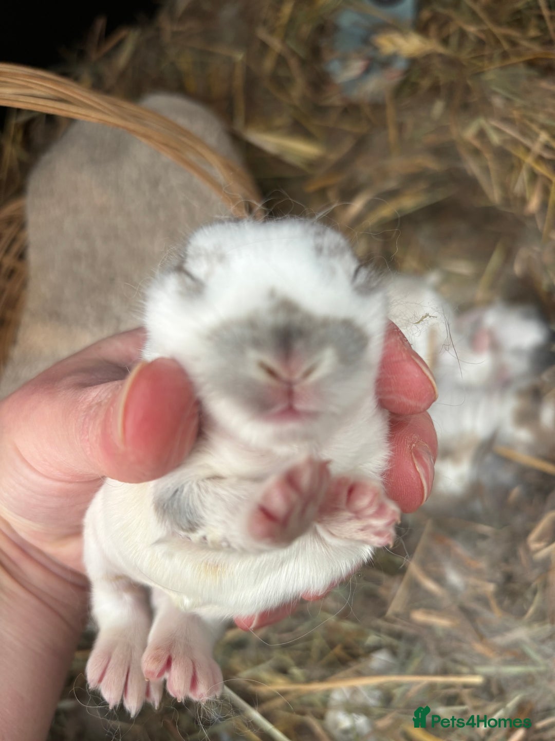 Mini Lop rabbits for sale: Mini Lop Butterfly new born bunnies  - Advert 28