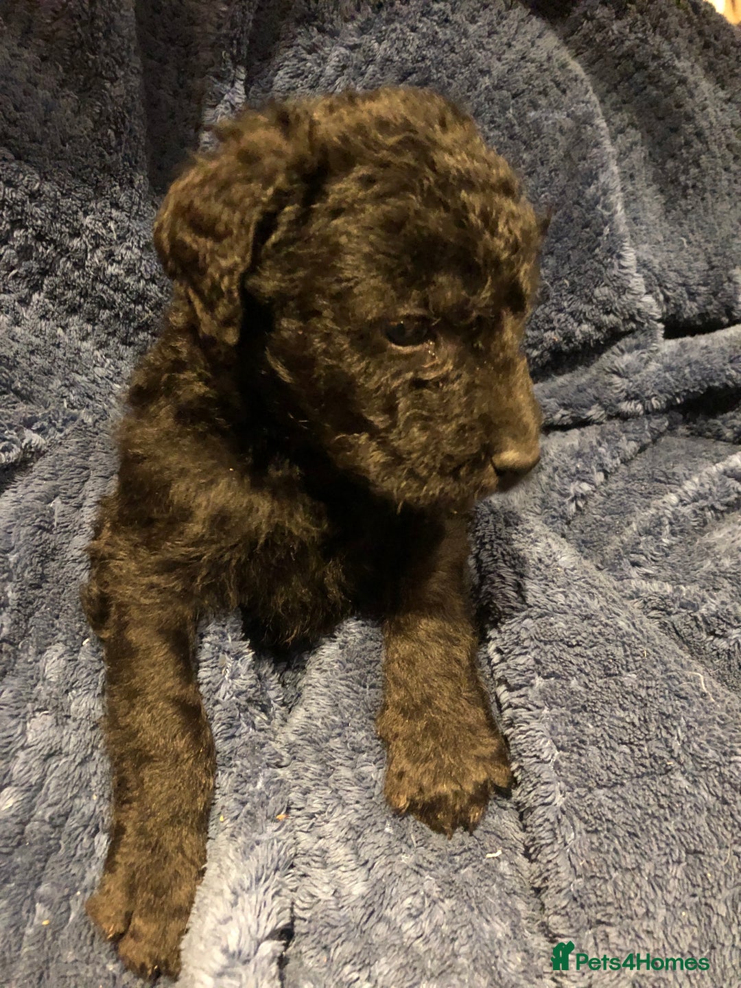 Labradoodle dogs for sale: READY NOW TOP QUALITY Standard F1 Labradoodles - Advert 31