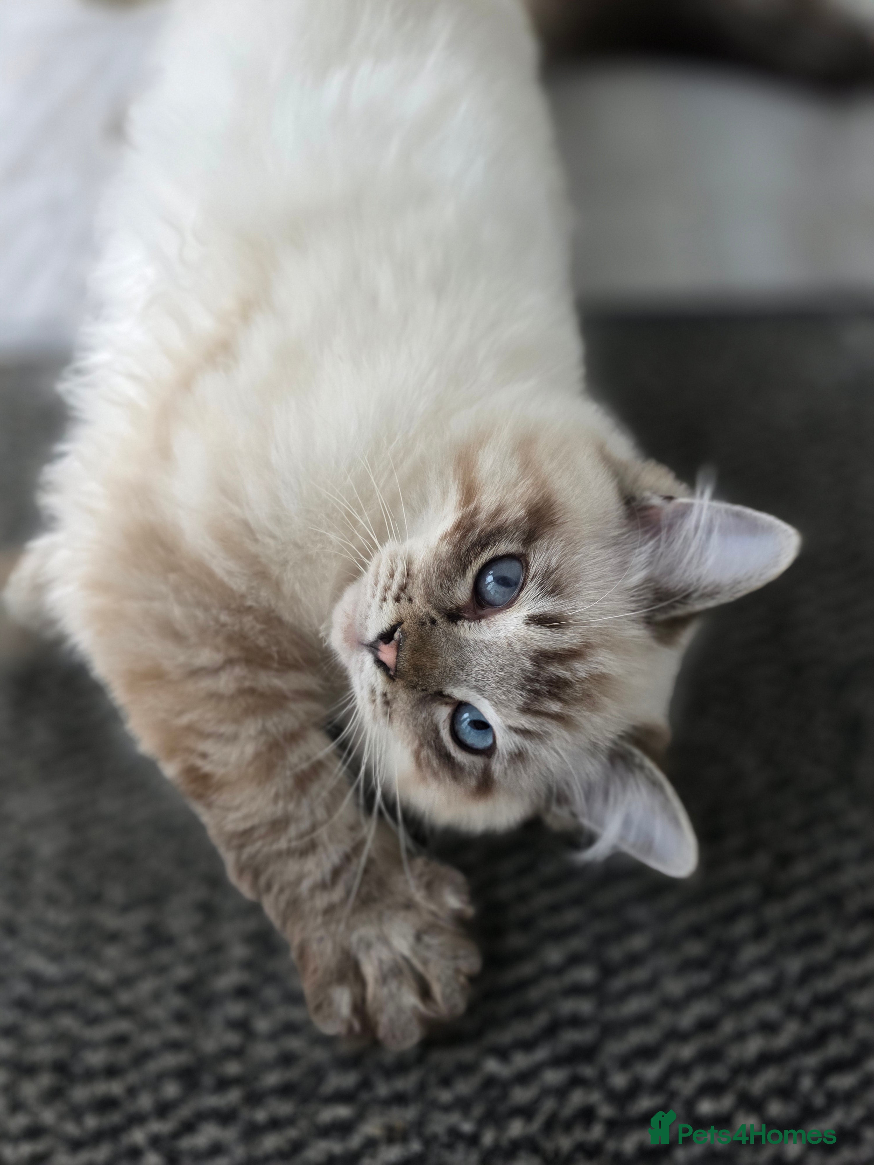 Ragdoll cats Beautiful Ragdol Kittens - dog friendly - Advert 1