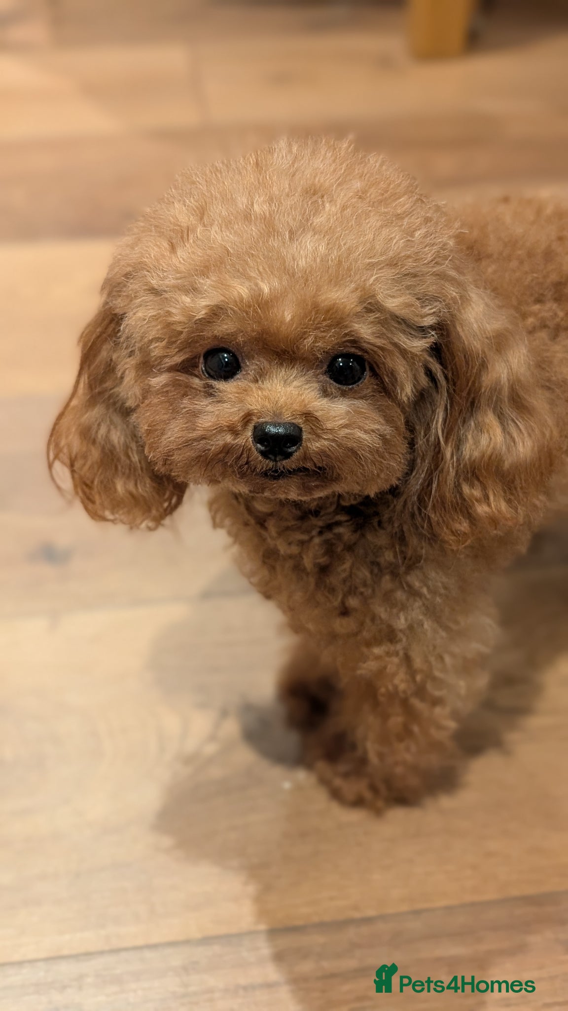 Toy Poodle dogs Sweet Asian teacup Poole looking for home  - Advert 5