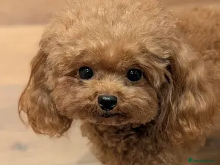 Toy Poodle dogs Sweet Asian teacup Poole looking for home - Advert 5