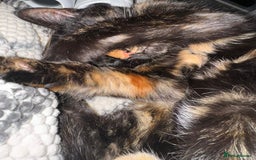 Domestic Shorthair cats for sale: Two beautiful cats looking for a new loving home. - Advert 5