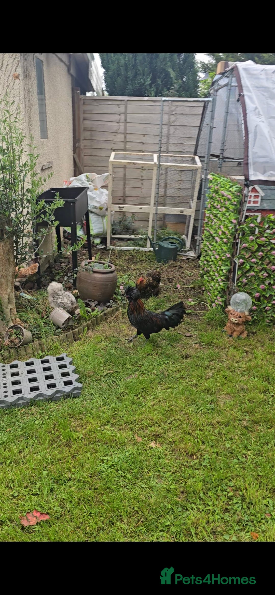 Chickens poultry Polish Rooster - Advert 18