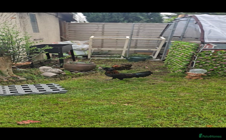Chickens poultry - Advert 1