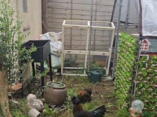 Chickens poultry - Advert 10