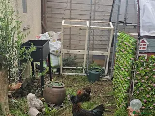 Chickens poultry Polish Rooster - Advert 5