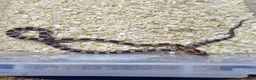 Corn Snake reptiles for sale: Corn snake  in Leicester - Advert 13