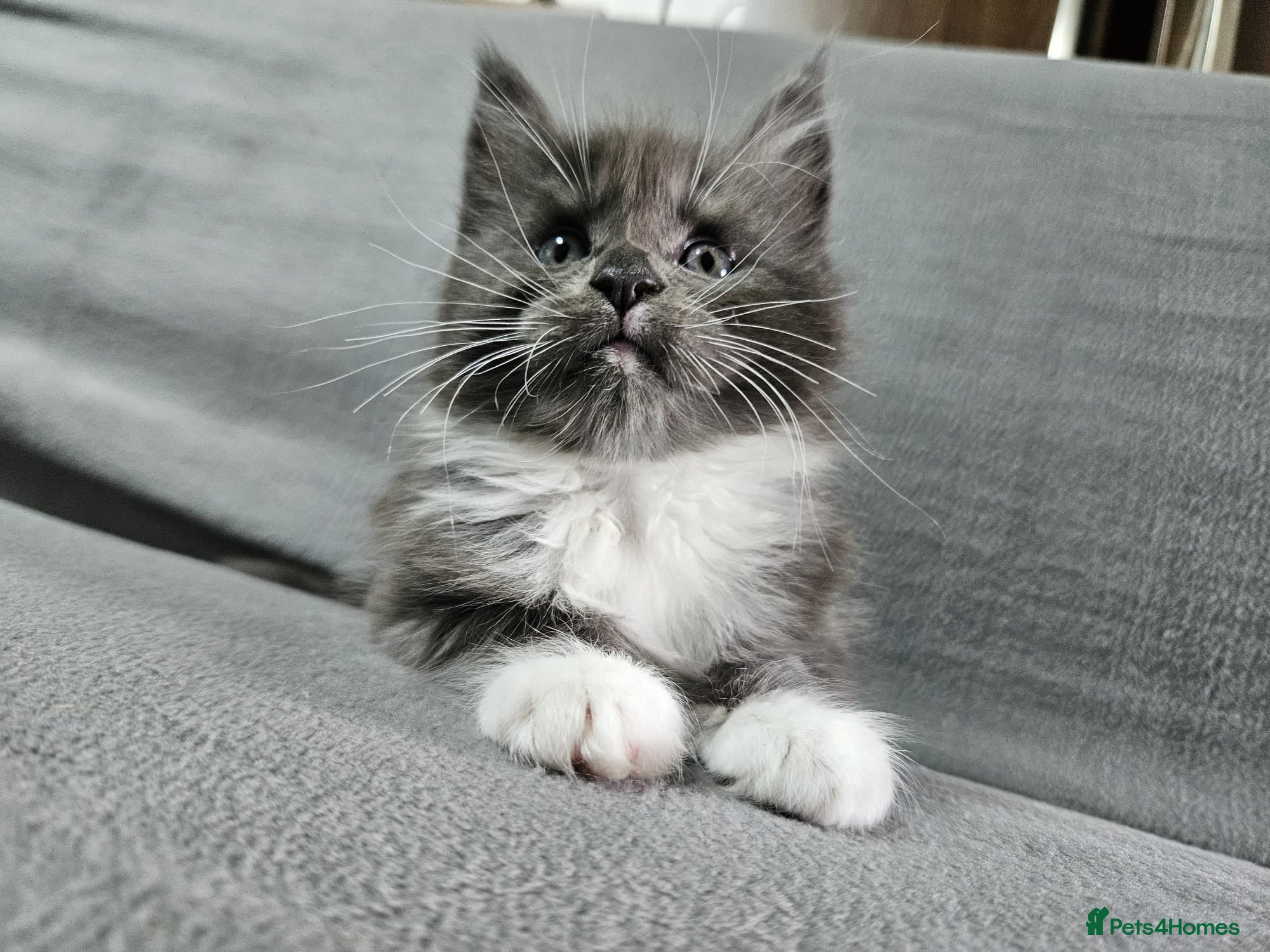 Maine Coon cats 2 Maine Coone Kittens - Advert 11