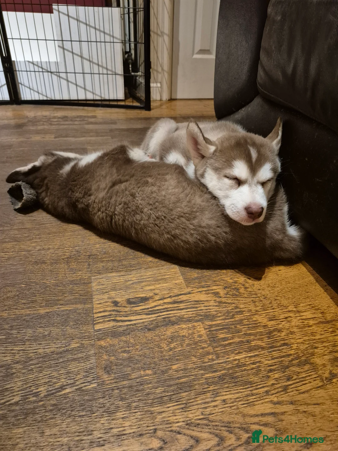Siberian Husky dogs for sale: Fluffy & Smart Siberian Huskies 2 girls left - Advert 4