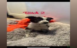 Border Collie dogs for sale: 🐶Beautiful Border Collie Pups 🐶  - Image 4