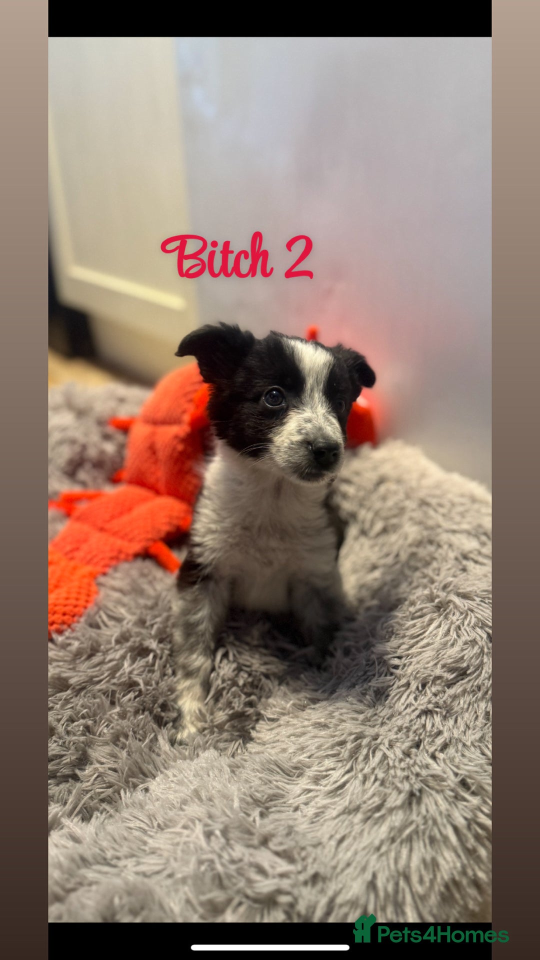 Border Collie dogs for sale: 🐶Beautiful Border Collie Pups 🐶  - Image 4
