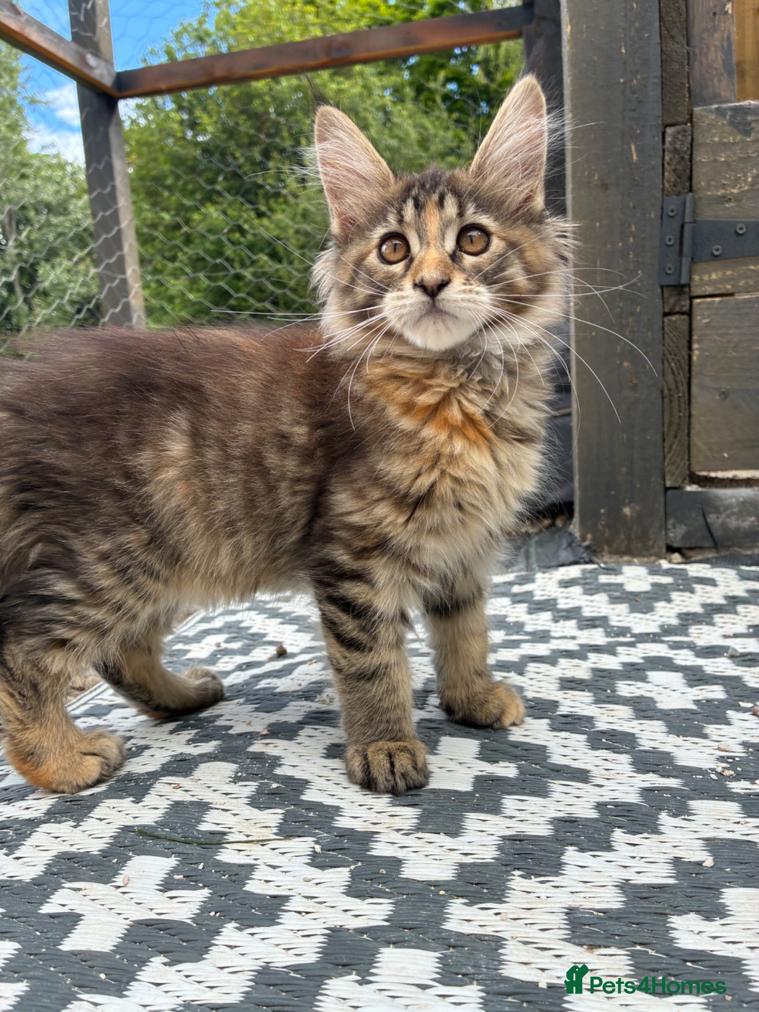 Maine Coon cats Maine coon kittens  - Advert 6