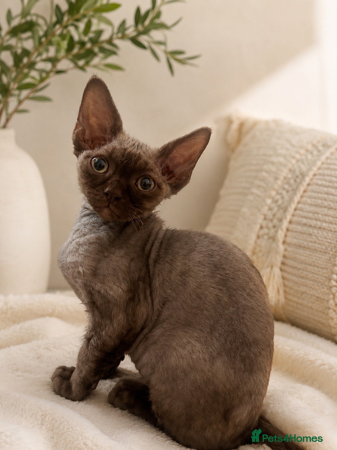 Devon Rex cats 3 stunning Devon Rex Boys Available GCCF - Advert 1