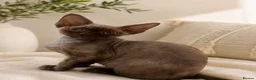 Devon Rex cats for sale: READY NOW 3 stunning Devon Rex Boys Available GCCF - Advert 1