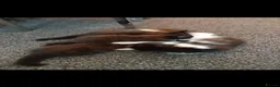 Mixed Breed cats for sale: Kittens 3 ready to leave now - Advert 16